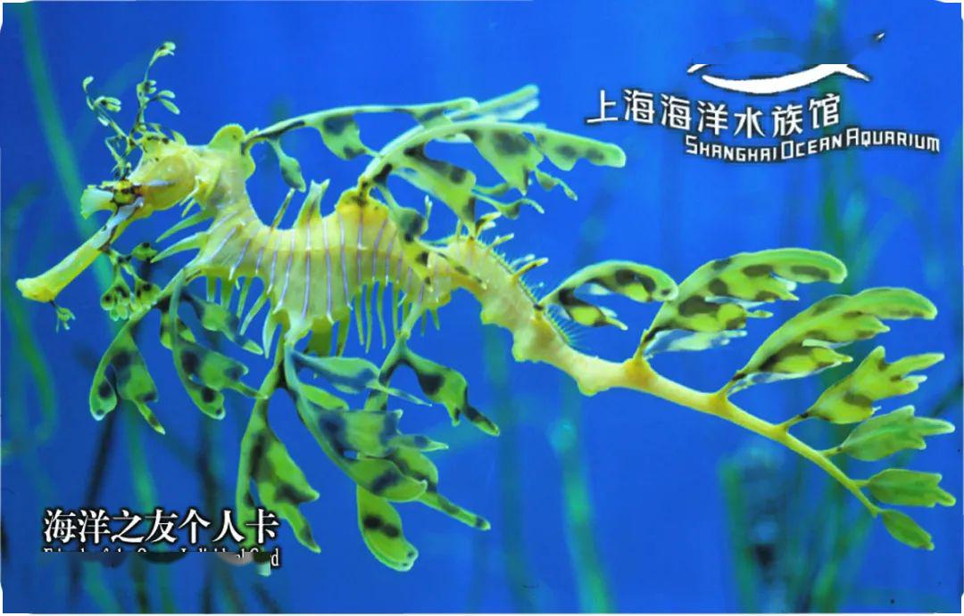 探索小鱼儿玄机2站，一场神秘的水族世界之旅